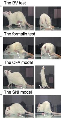 Validating Rat Model of Empathy for Pain: Effects of Pain Expressions in Social Partners